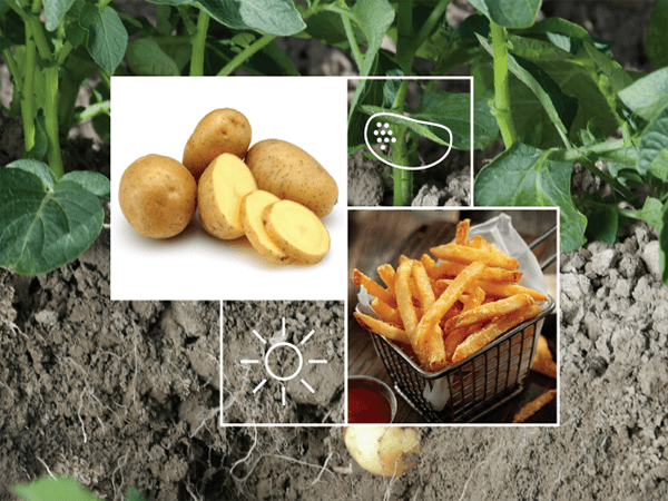 Potato Irrigation Solutions