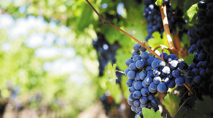 https://it.rivulis.com/wp-content/uploads/2019/05/Vineyard-and-Grape-Irrigation_v2.png