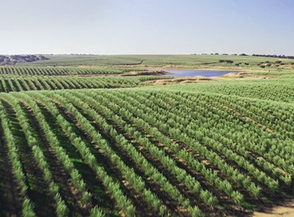 https://it.rivulis.com/wp-content/uploads/2022/06/large-scale-turnkey-irrigation-projects.jpg