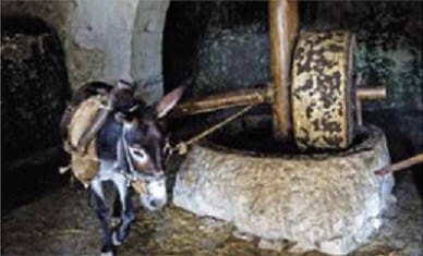 la produzione di olio d'oliva nel mondo antico