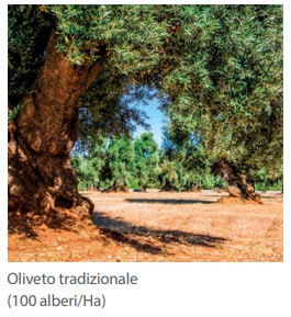 Old fashion olive plantation (100 trees/Ha)