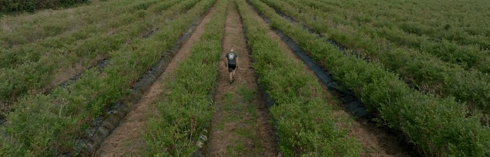 Rivulis: irrigazione di precisione per asparagi e mirtilli